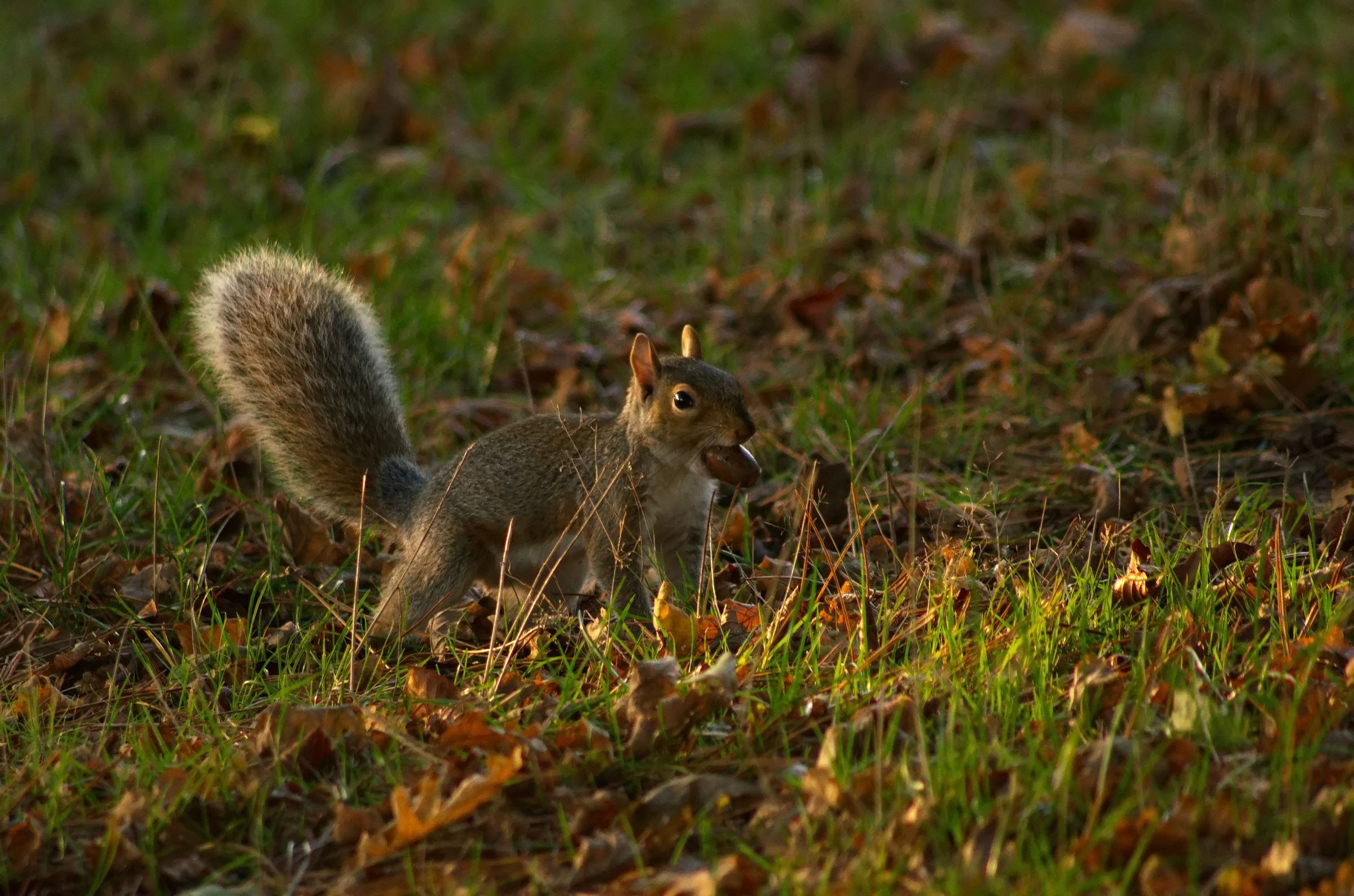 A grey squirrel on grass in dappled sunlight, with an acorn in its mouth.