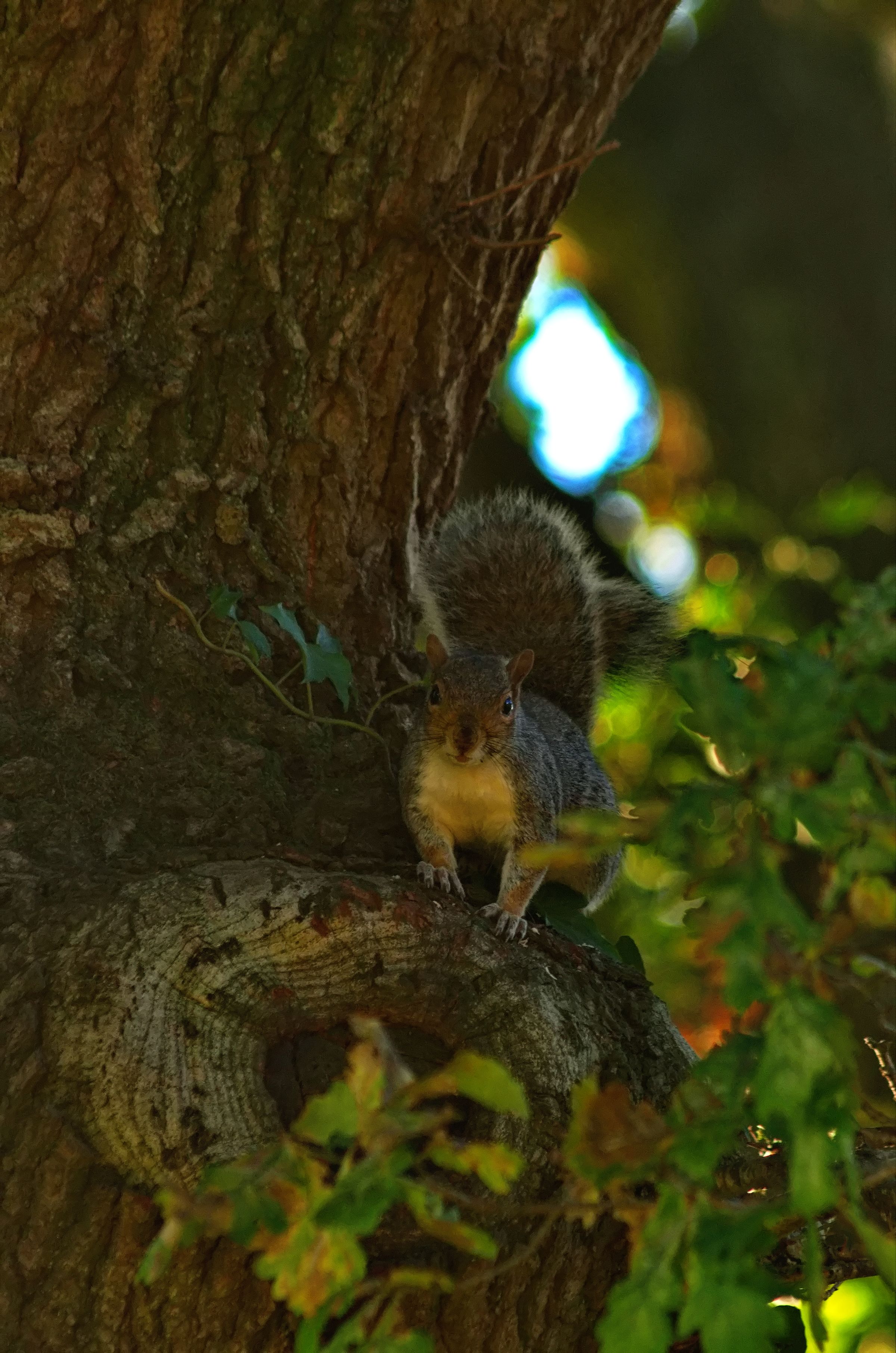 A grey squirrel in a tree in dappled sunlight.