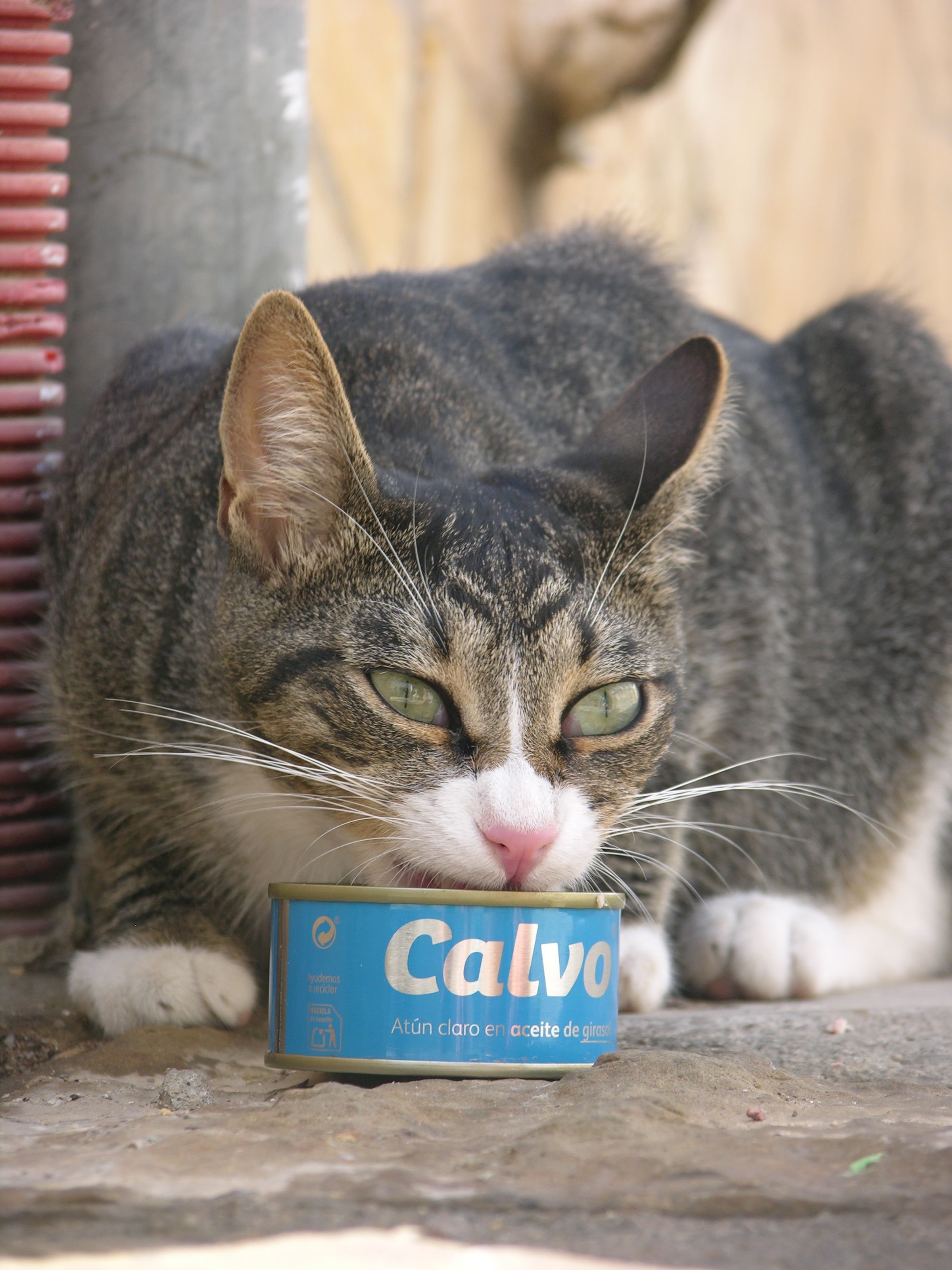 A cat eating from a tin of tuna on a street in Spain.