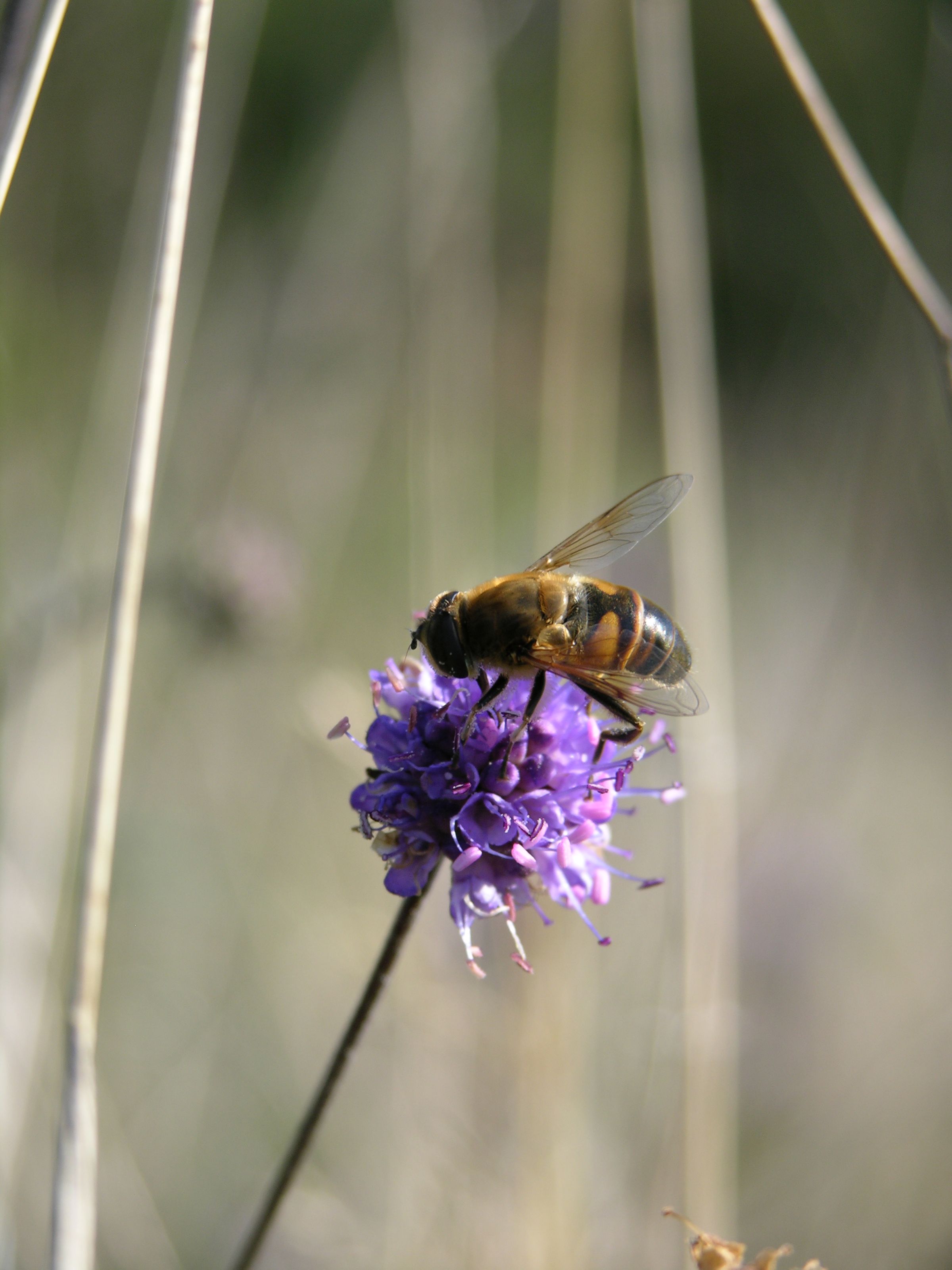 A bee resting on a purple flower.