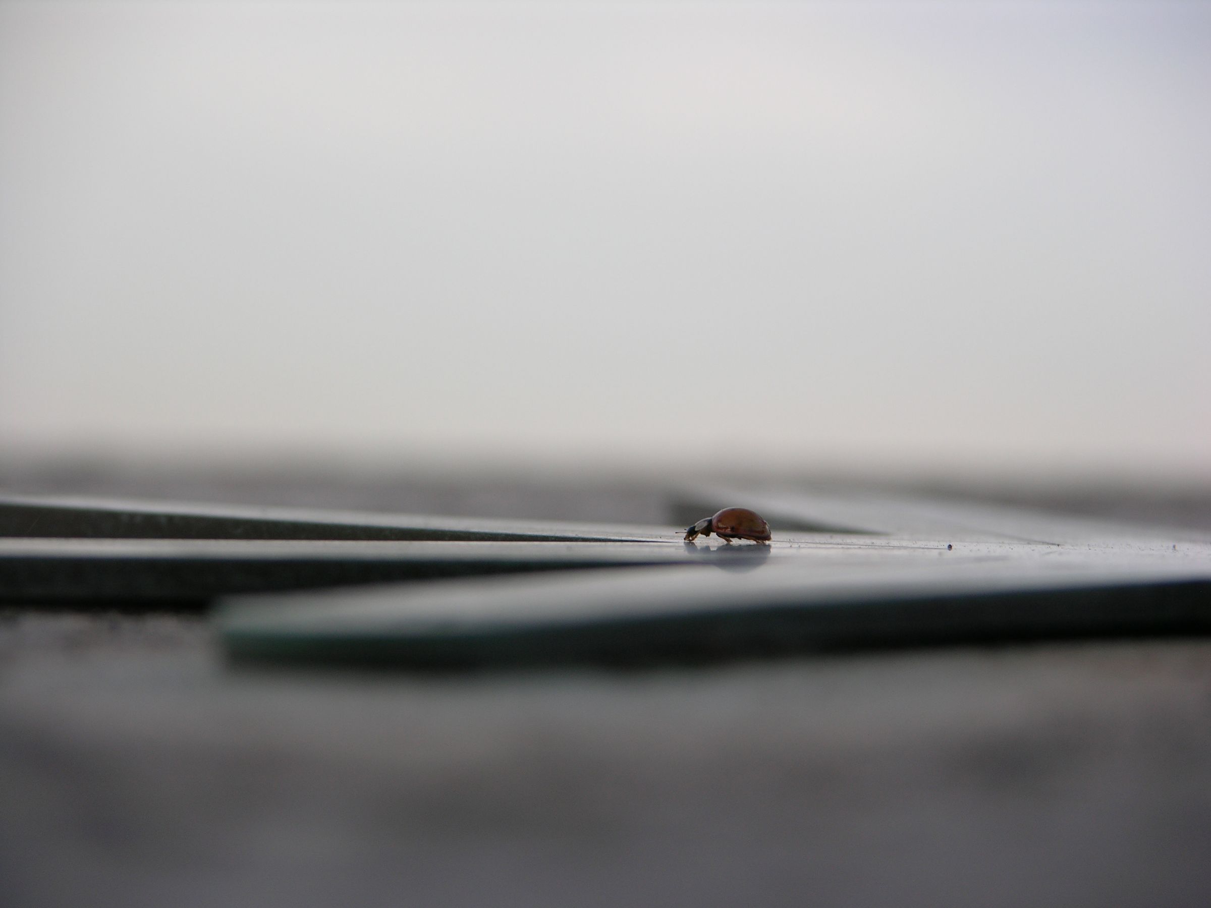 A ladybird walking along a metal compass on a concrete wall.