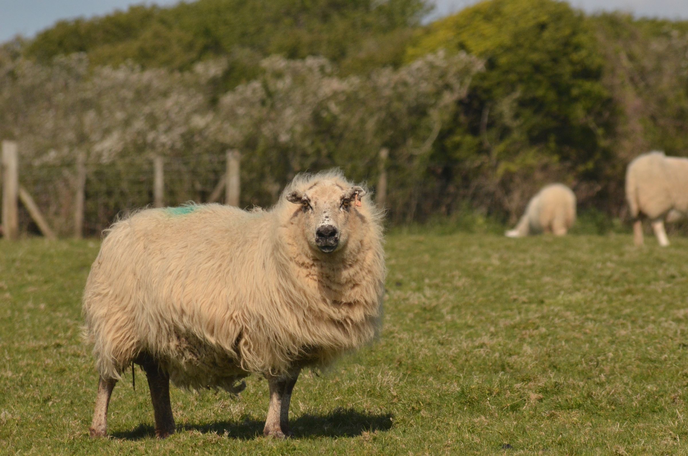 A windswept sheep on a hill in the sun, with other sheep in the background.