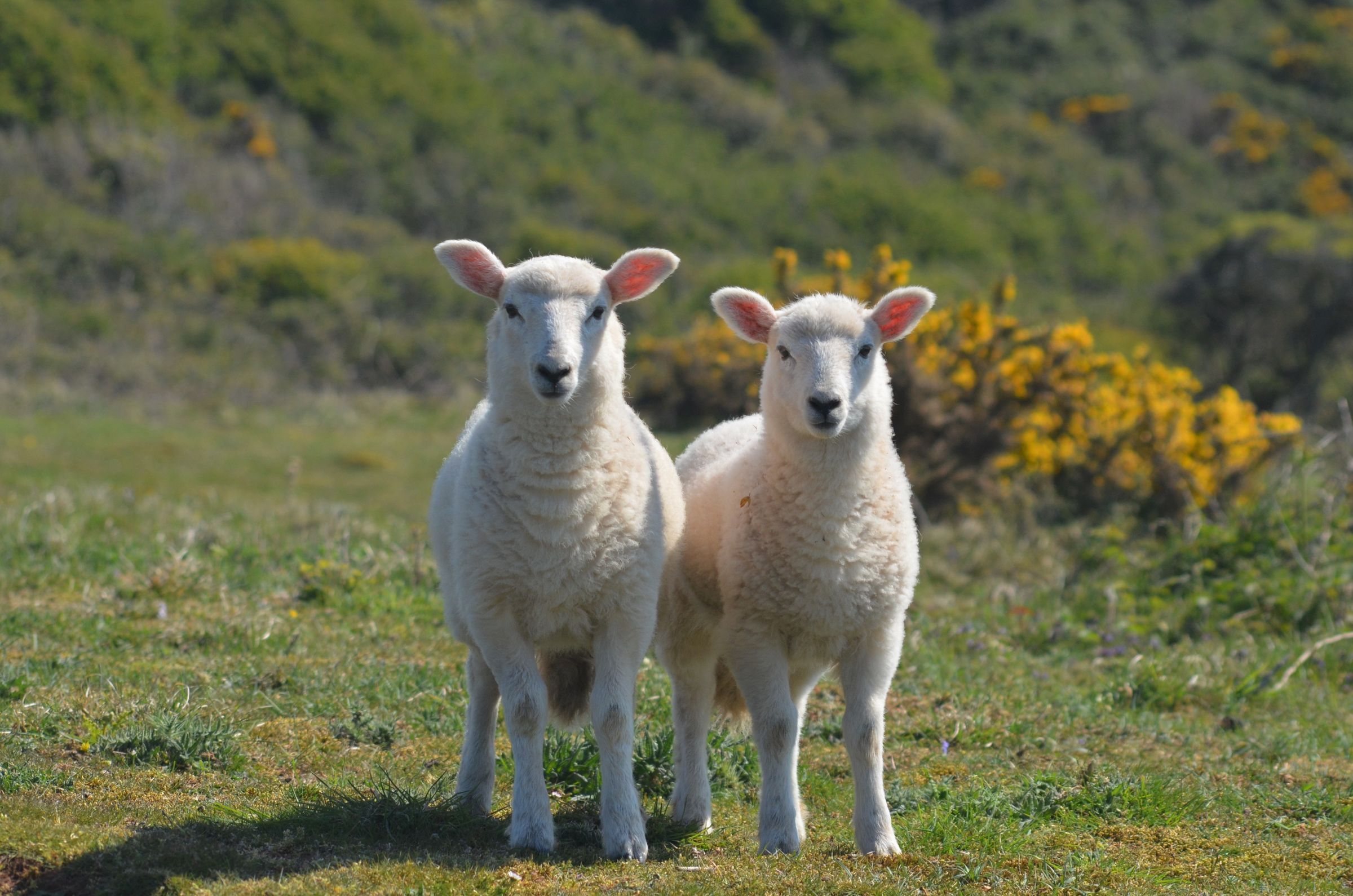 Two young sheep on a hill in front of a gorse bush.