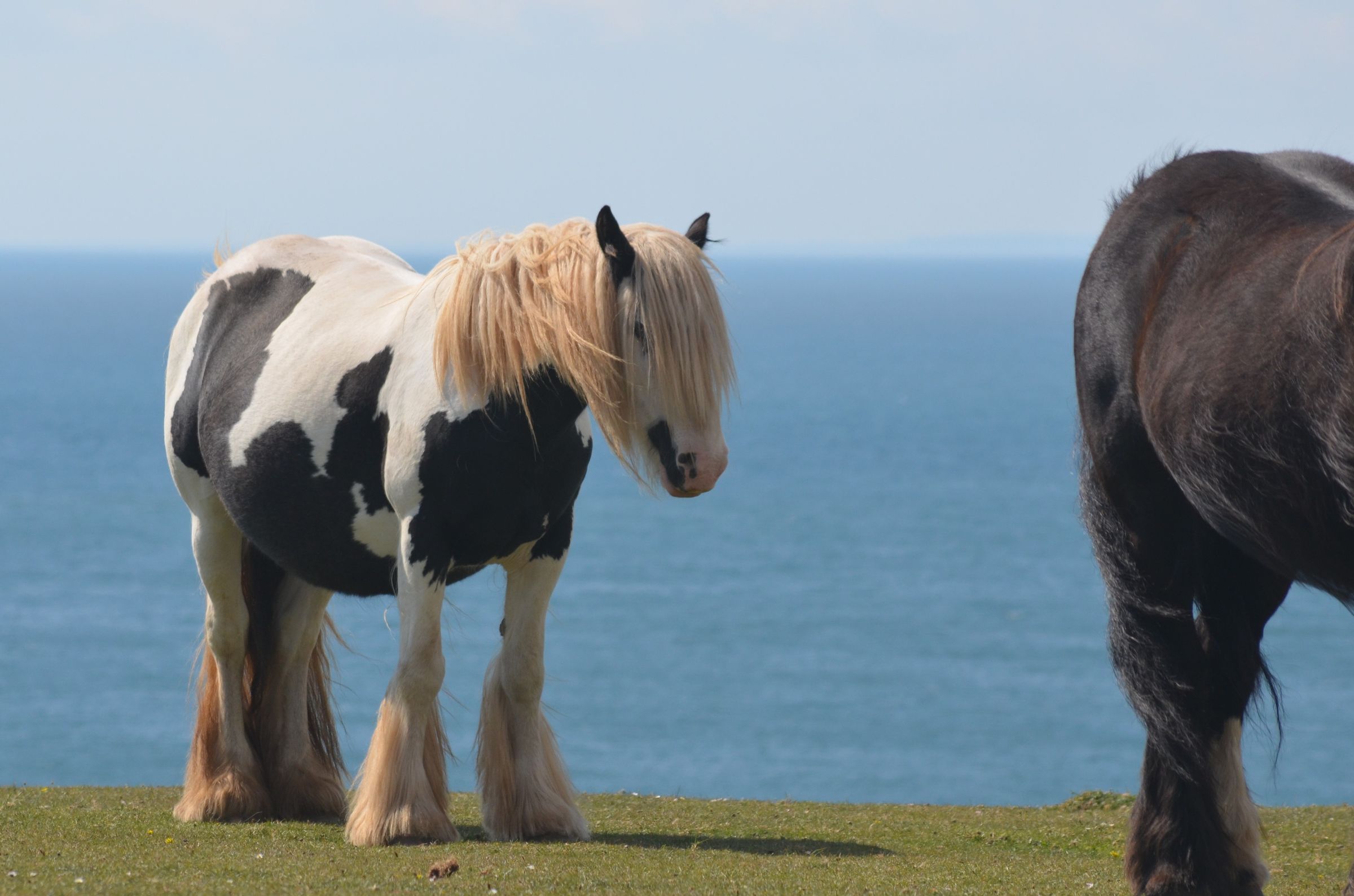 A large black and white horse on a cliff, behind a large black horse.