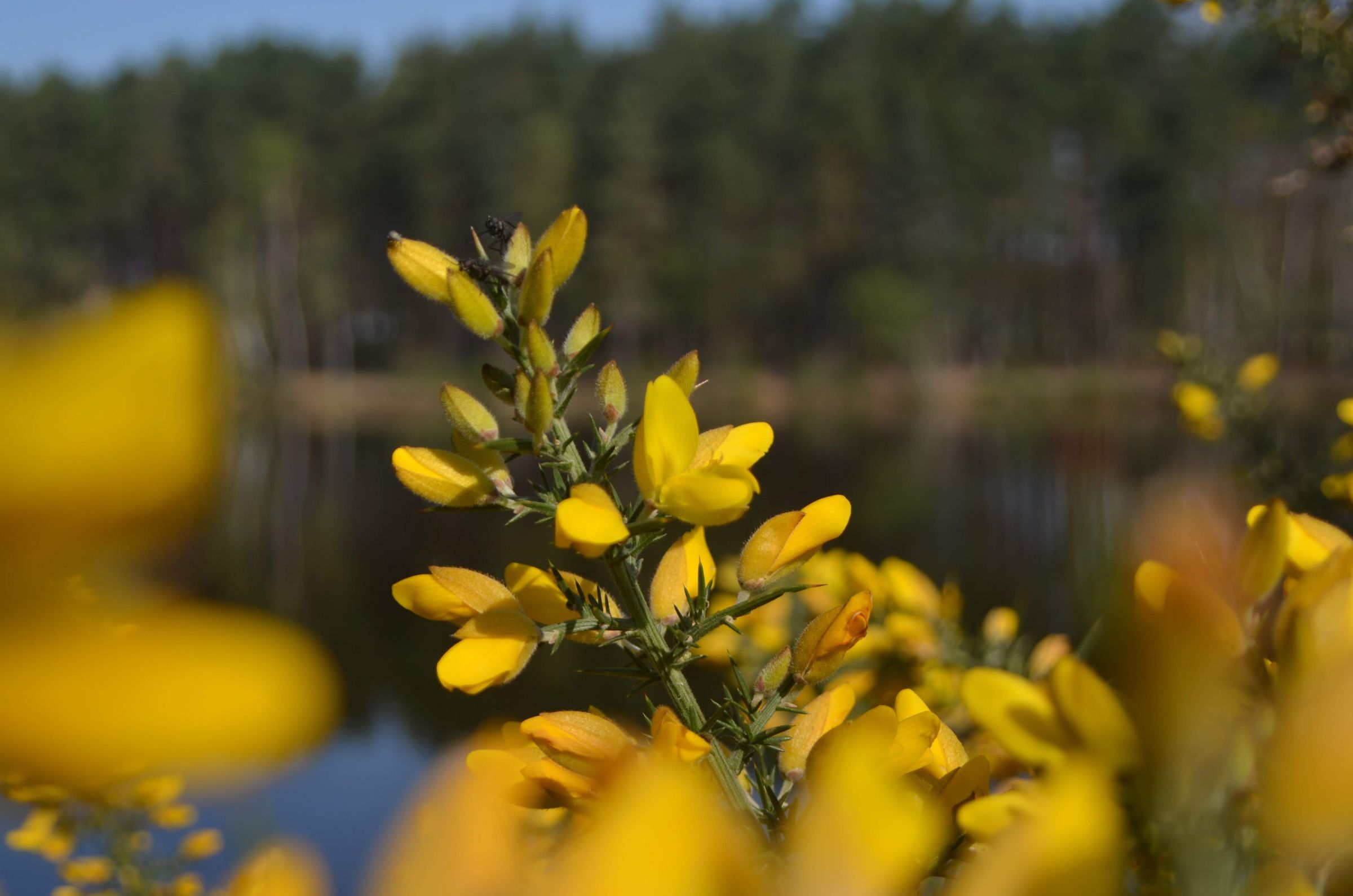 A flowering gorse bush by a lake, with a forest in the background.