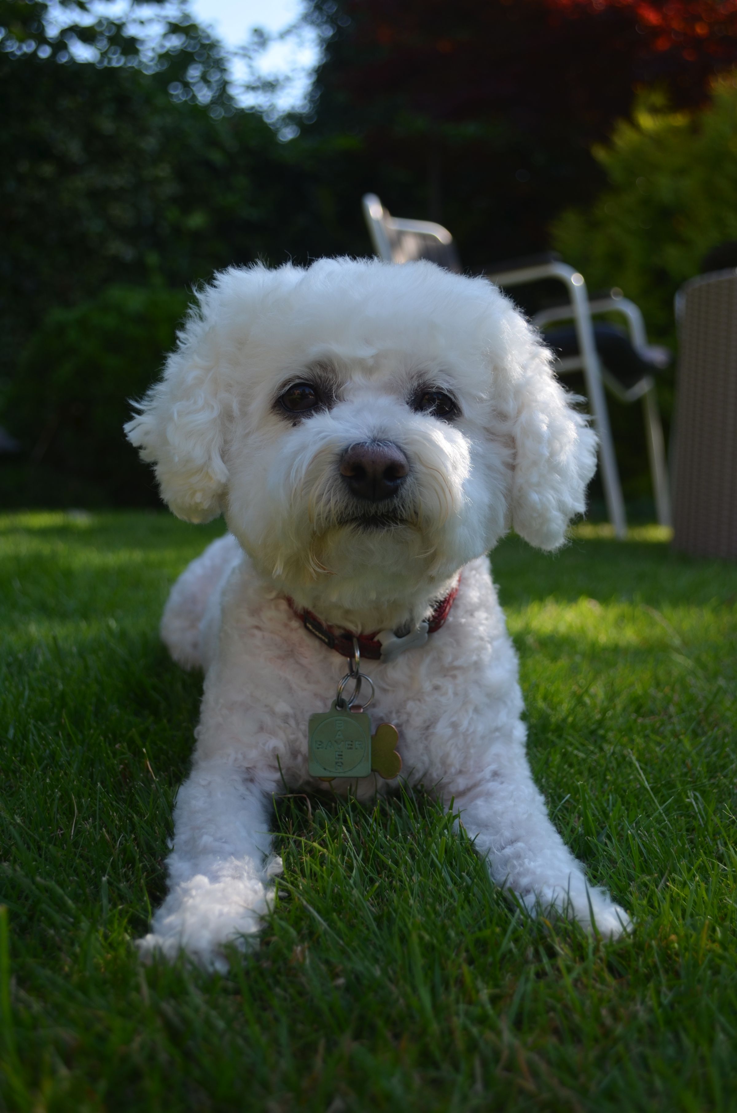 A bichon frise lying on some grass.