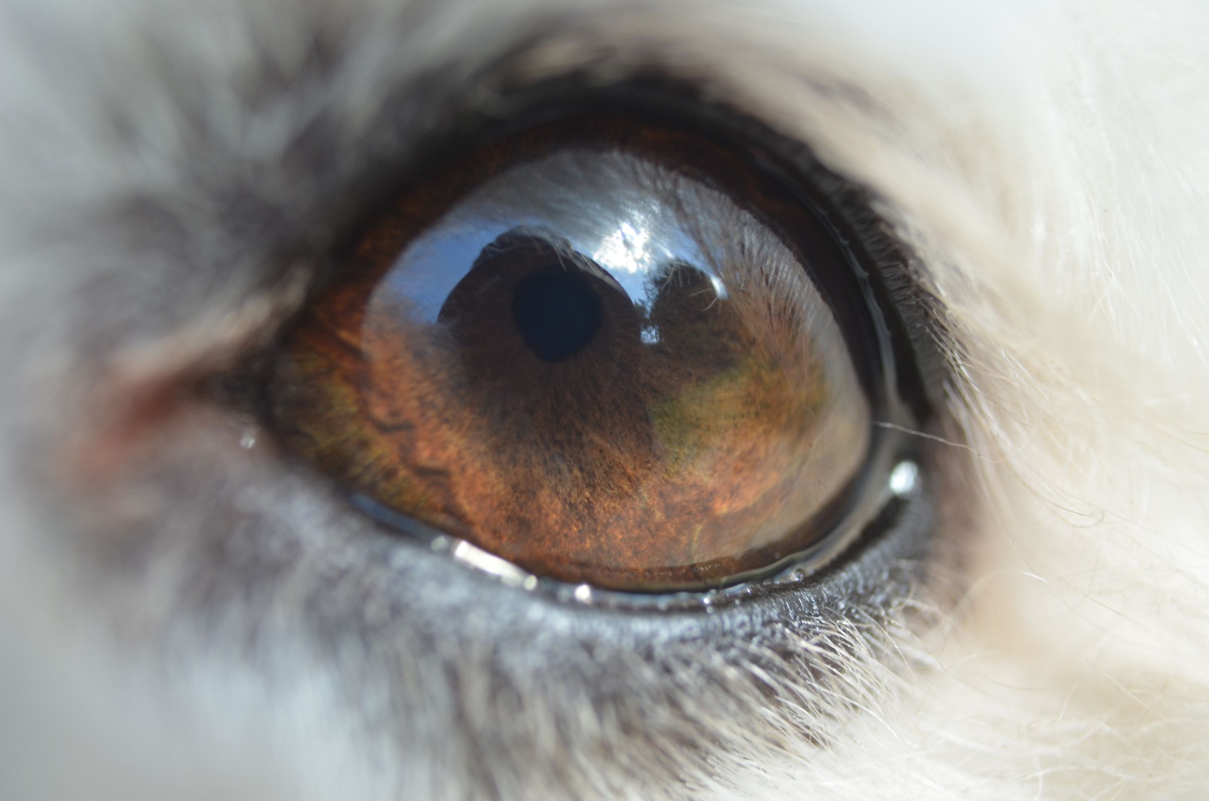 The eye of a bichon frise.