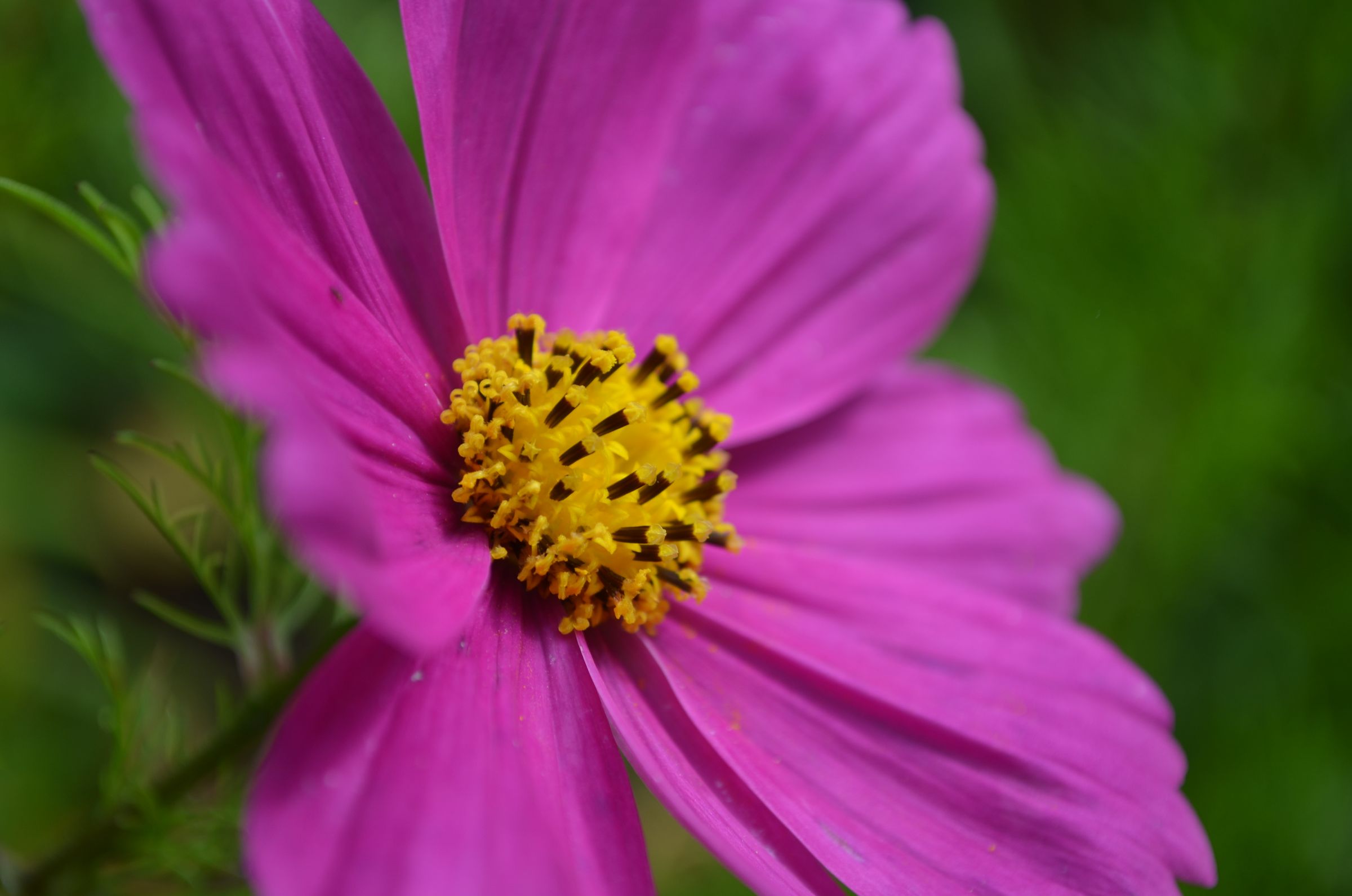 A large pink flower with yellow stamens.