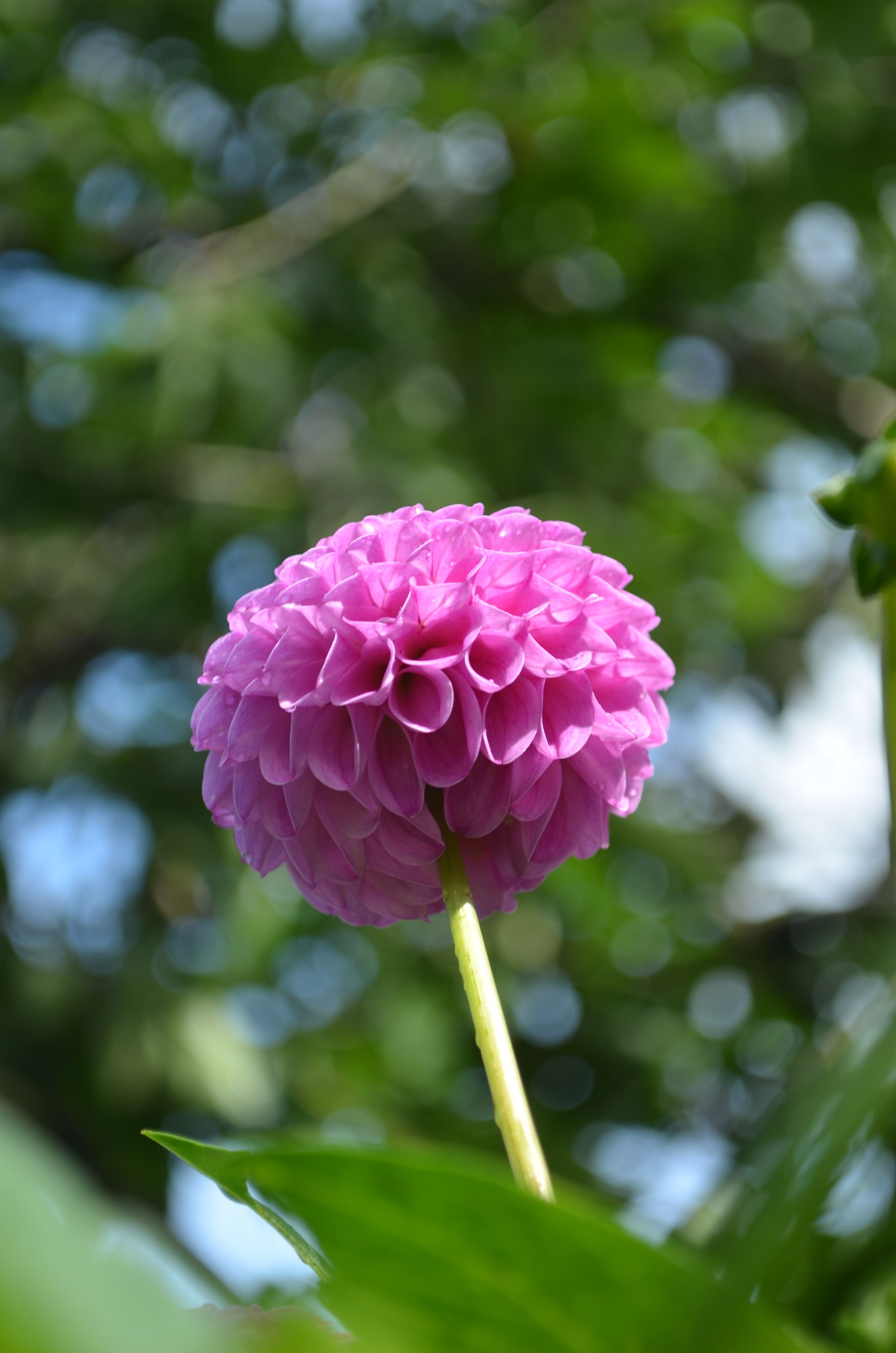 A spherical pink flower amongst leaves.