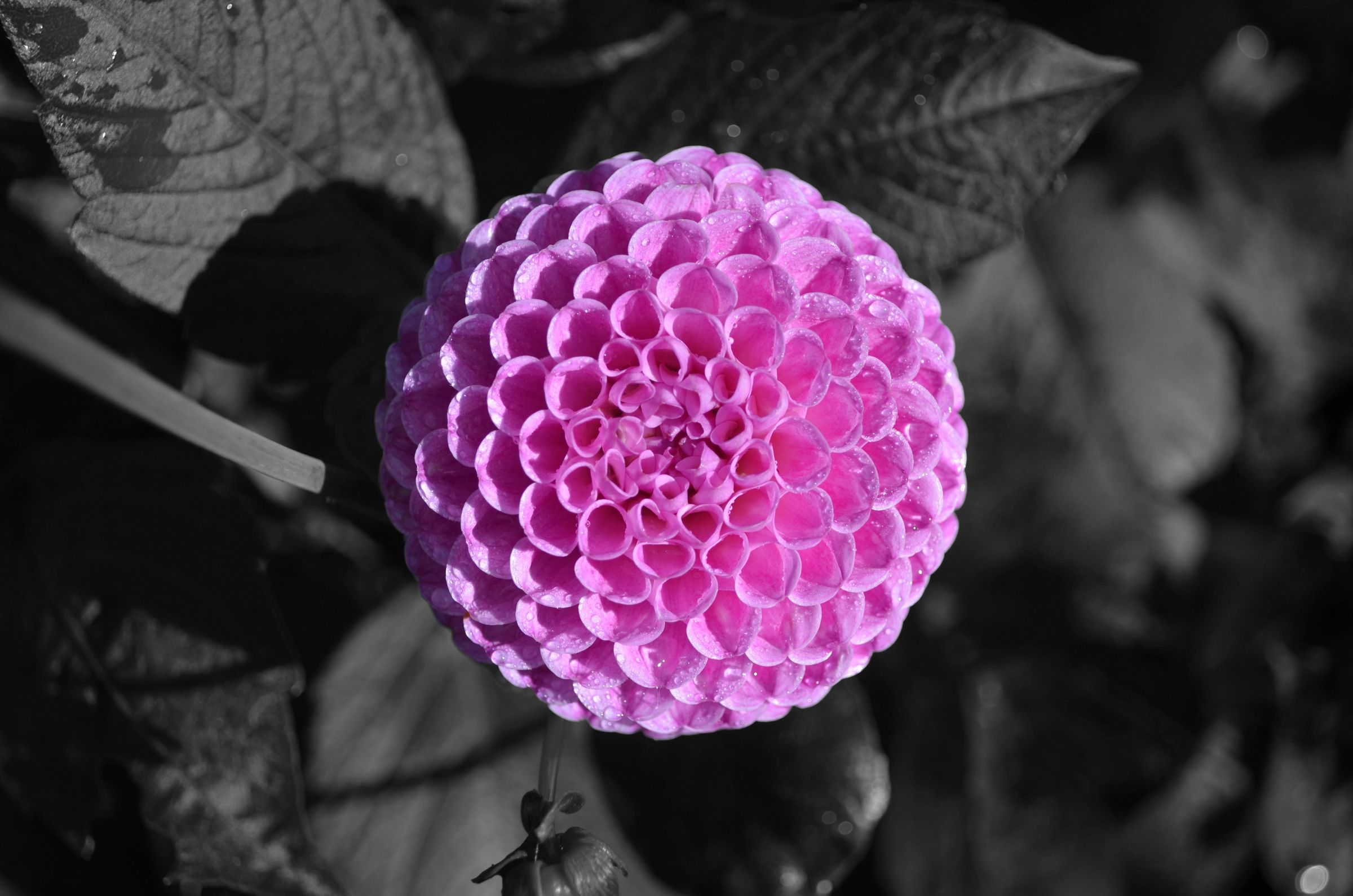 A pink flower on a background of greyscale leaves.