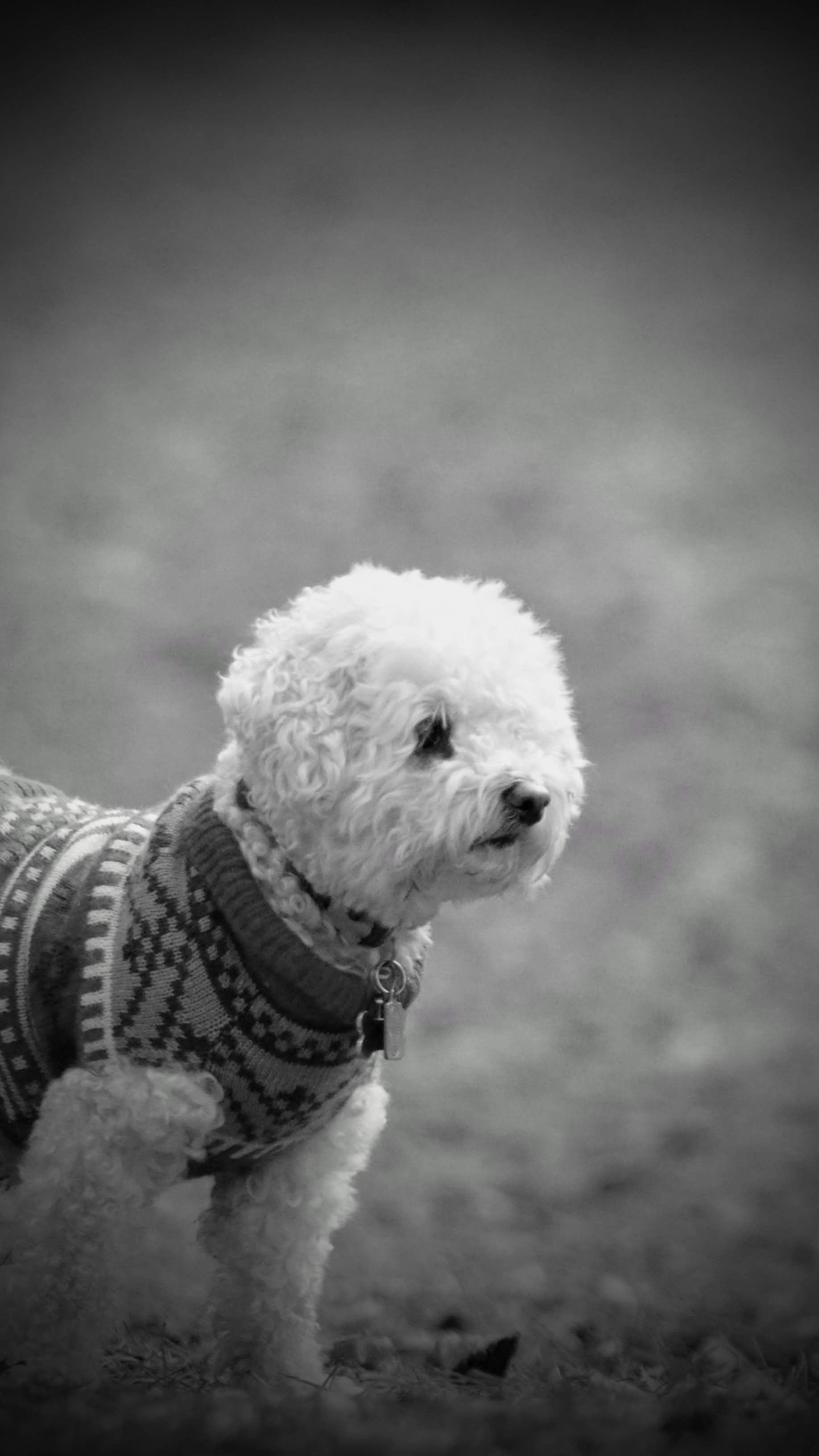 A greyscale image of a bichon frise in a Christmas jumper.