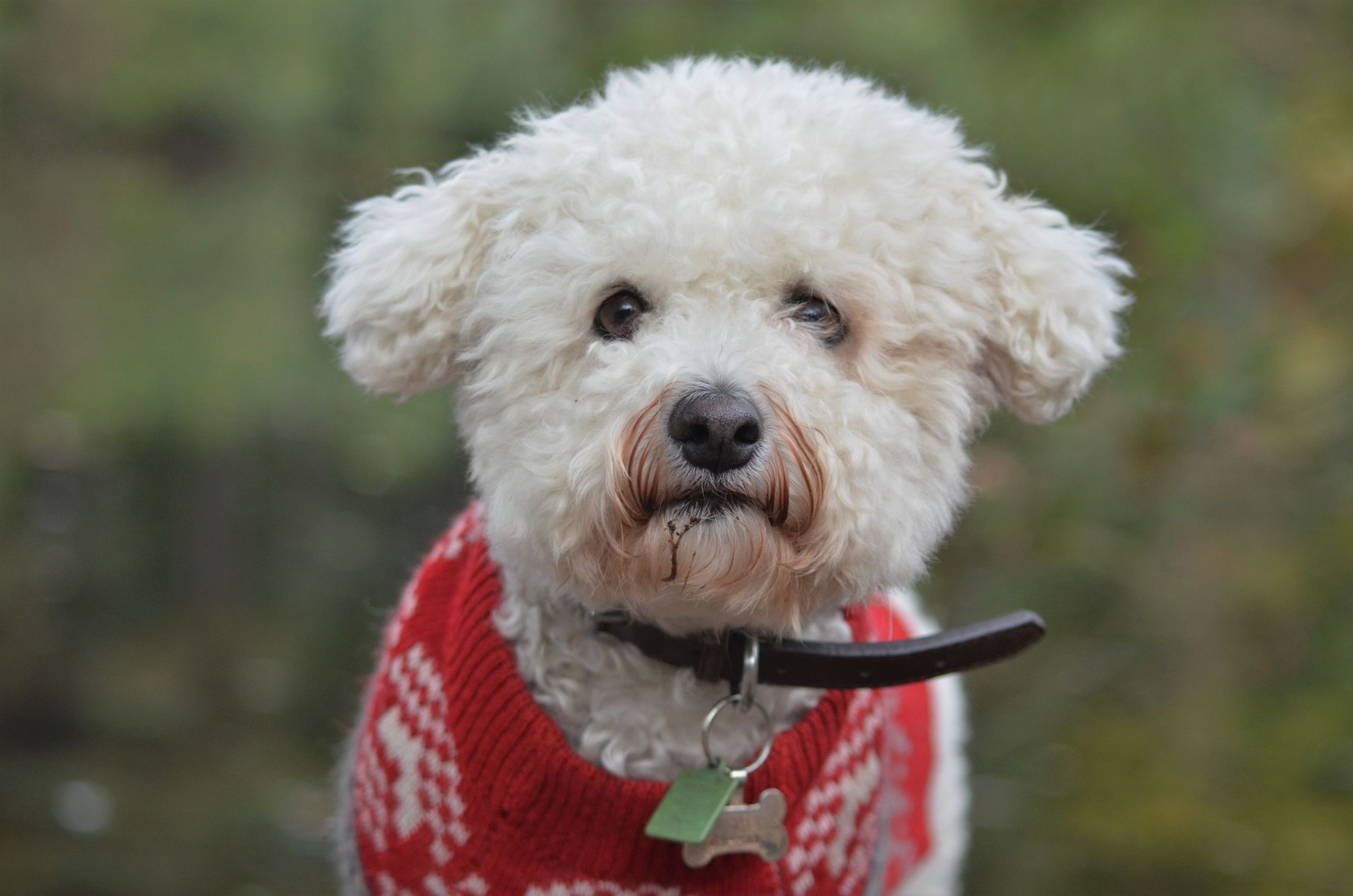 A portrait of a bichon frise looking towards the camera.