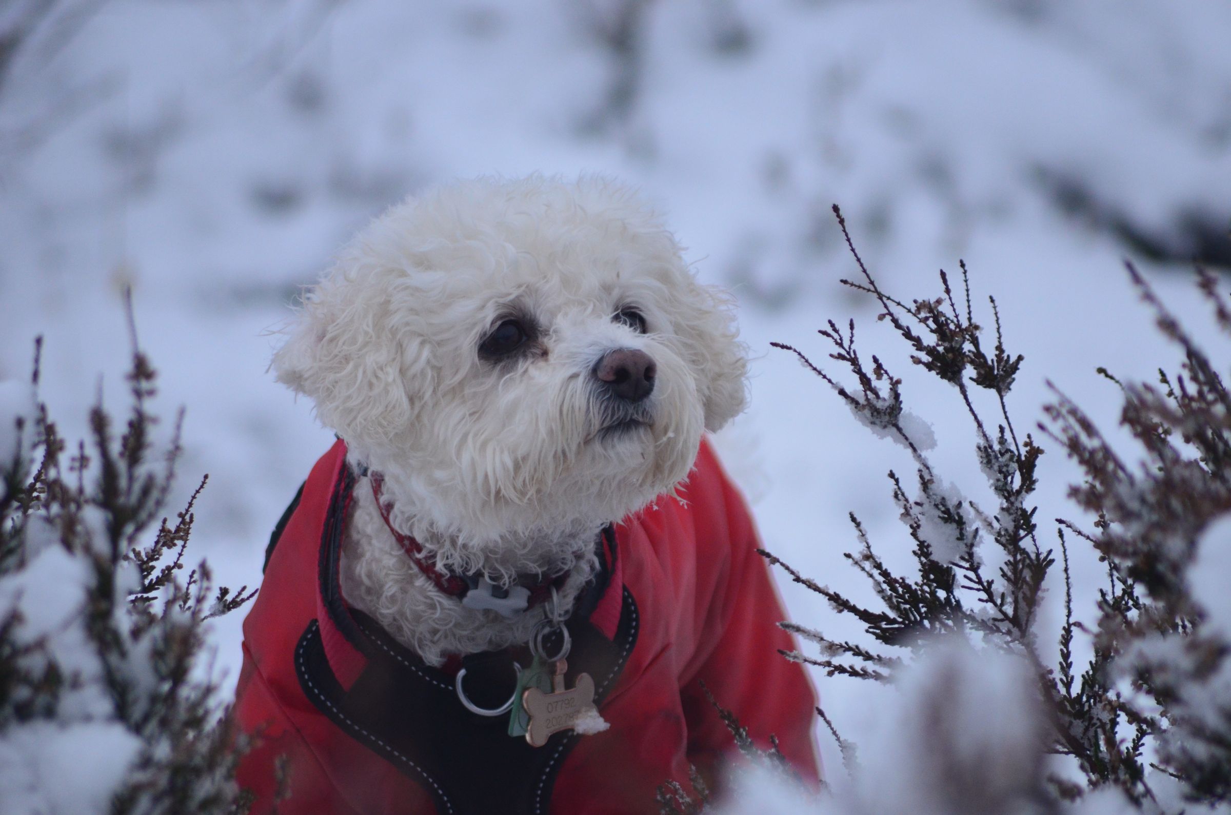 A bichon frise looking at a plant in the snow and wearing a red coat.