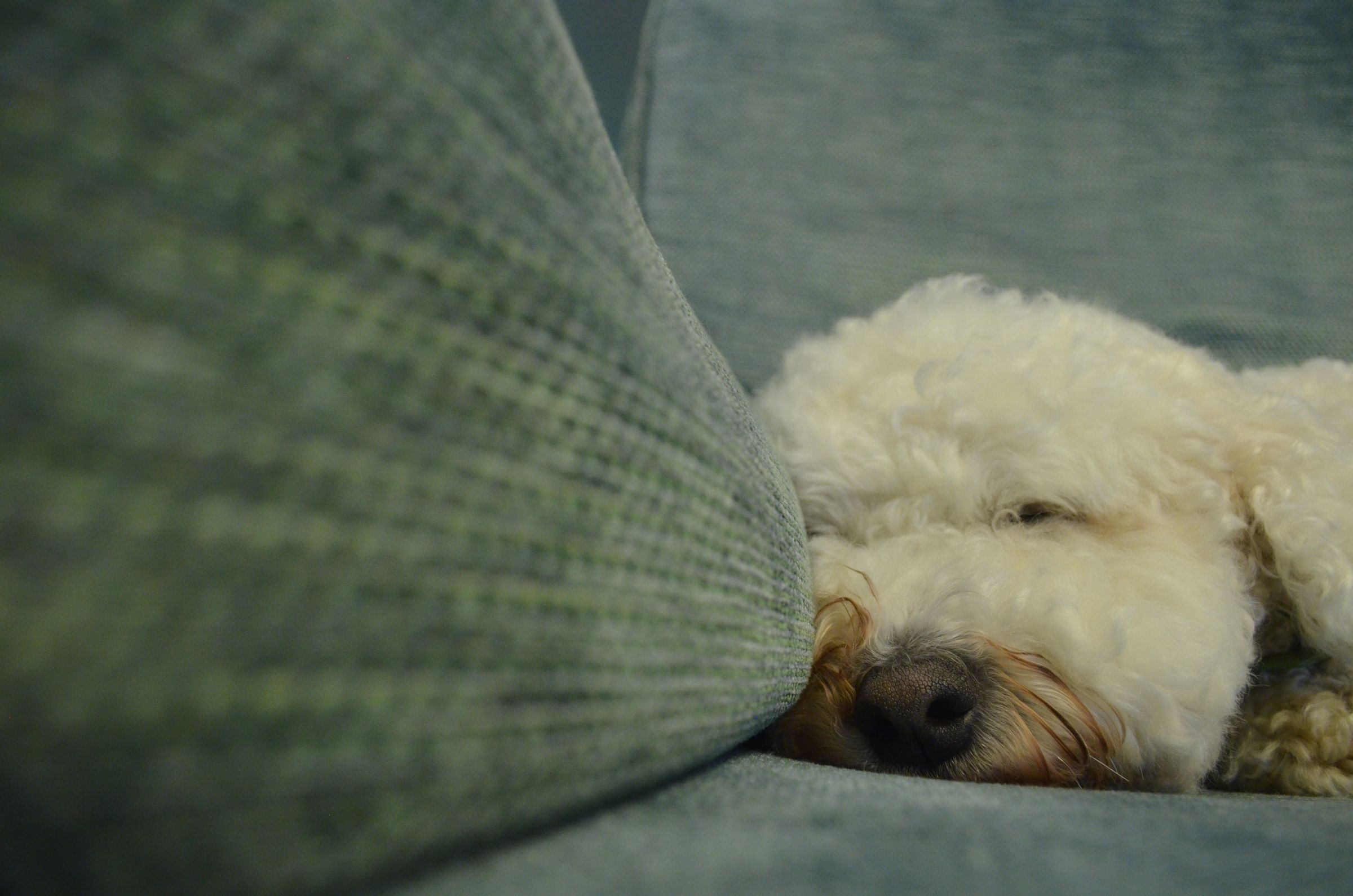 A bichon frise asleep on a green sofa.