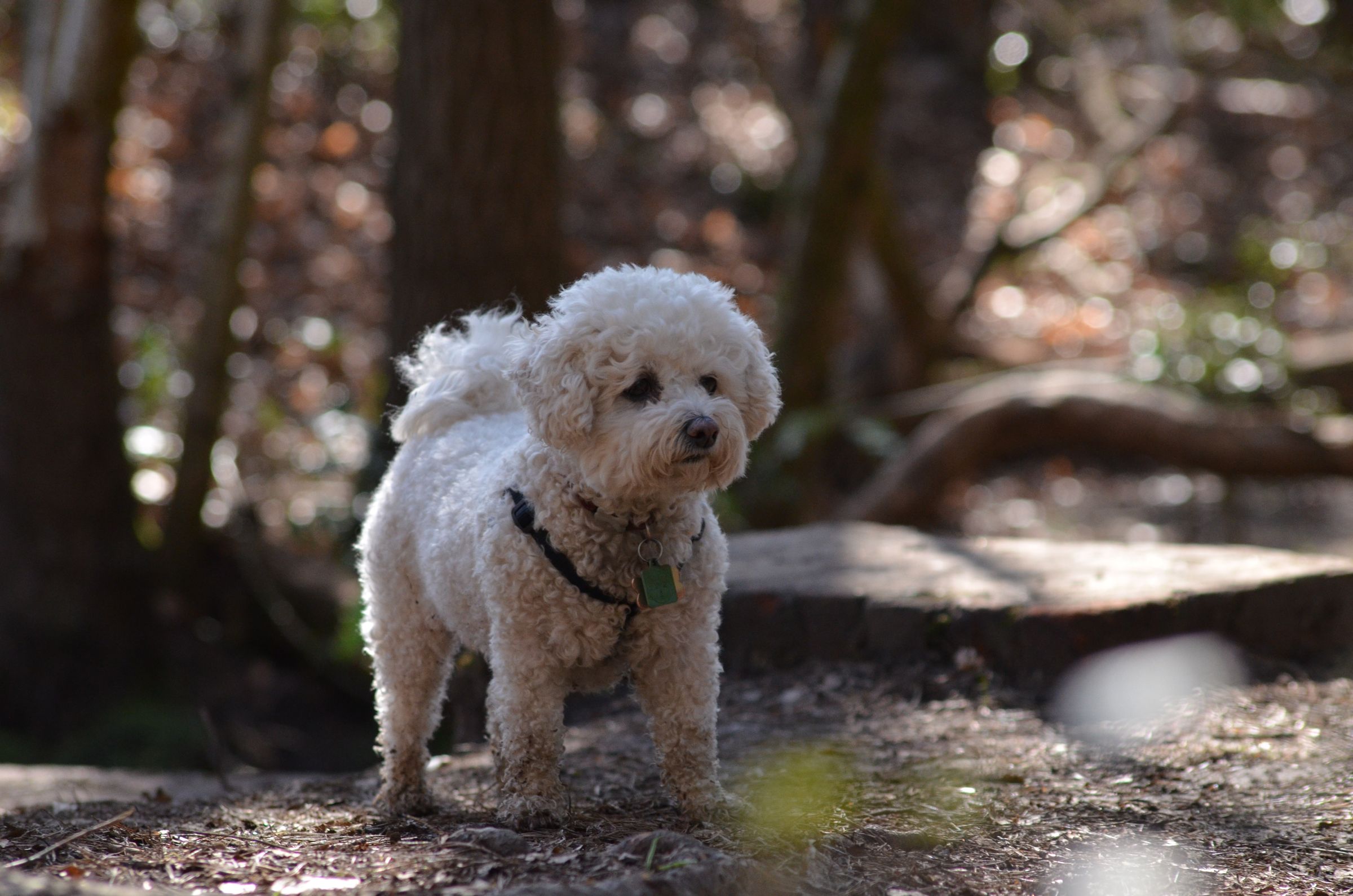 A bichon frise wearing a harness by a stream in a forest.