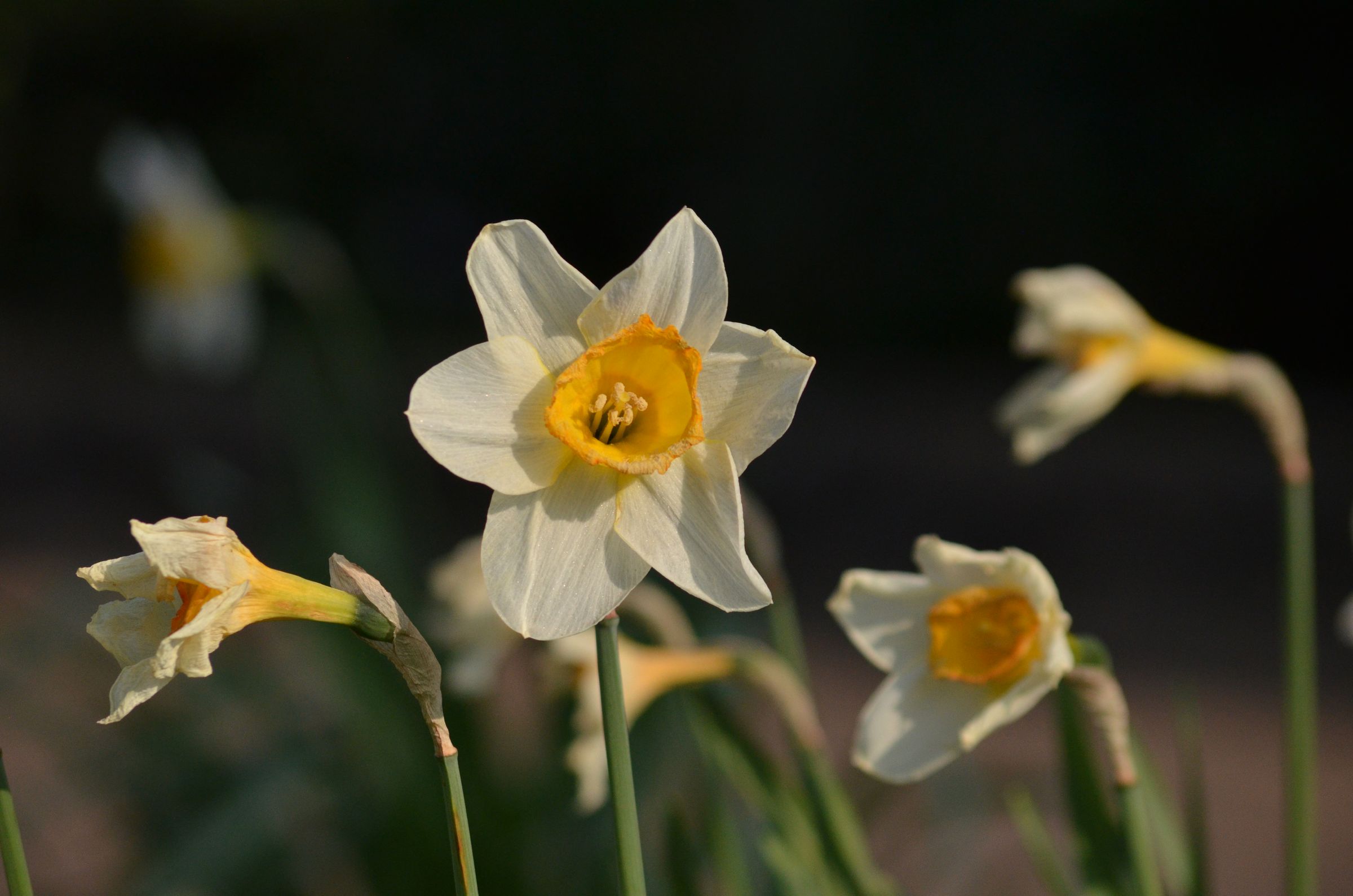 A light yellow daffodils amongst a collection of others.