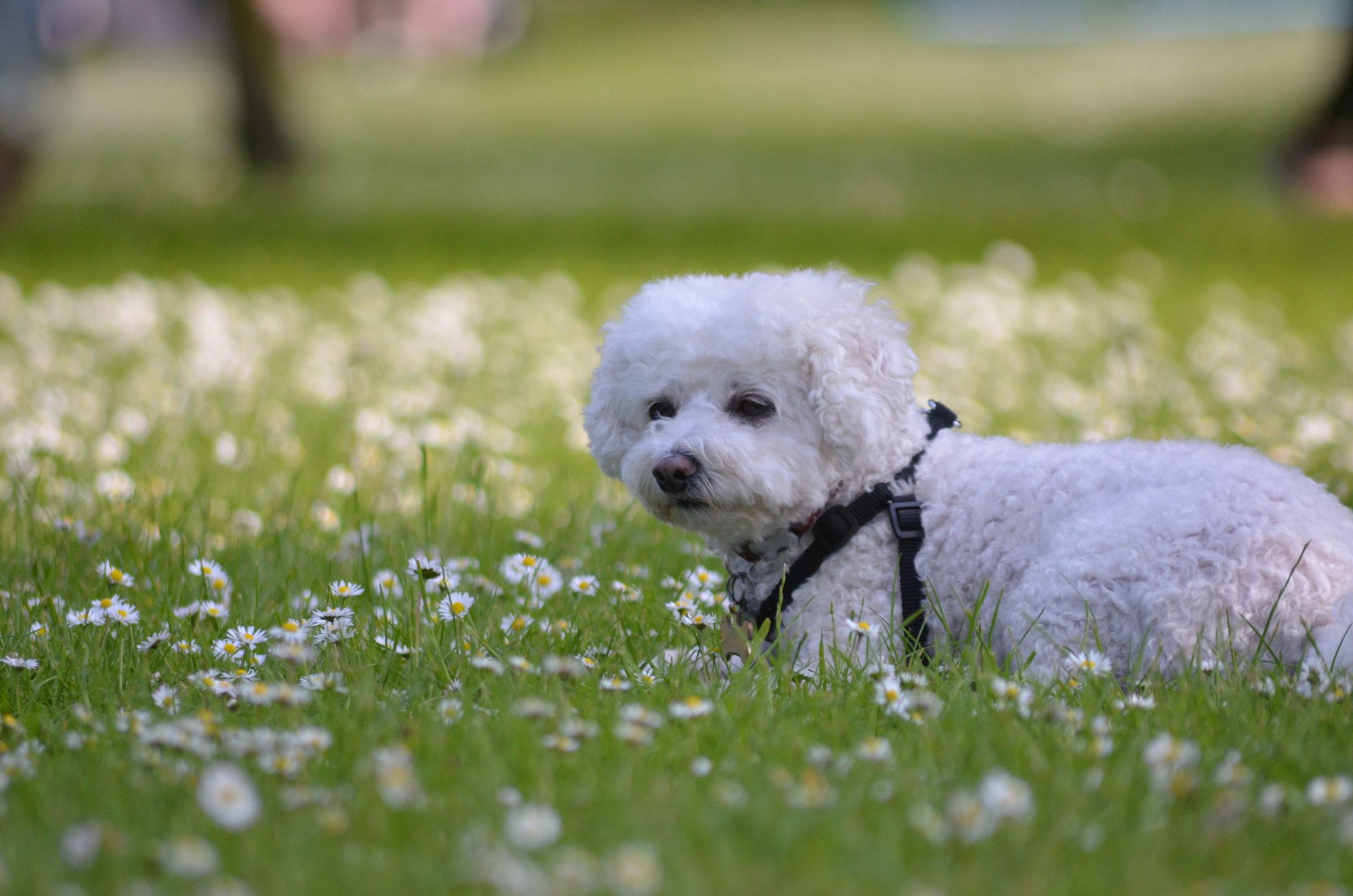 A bichon frise lying on some grass with daisies.