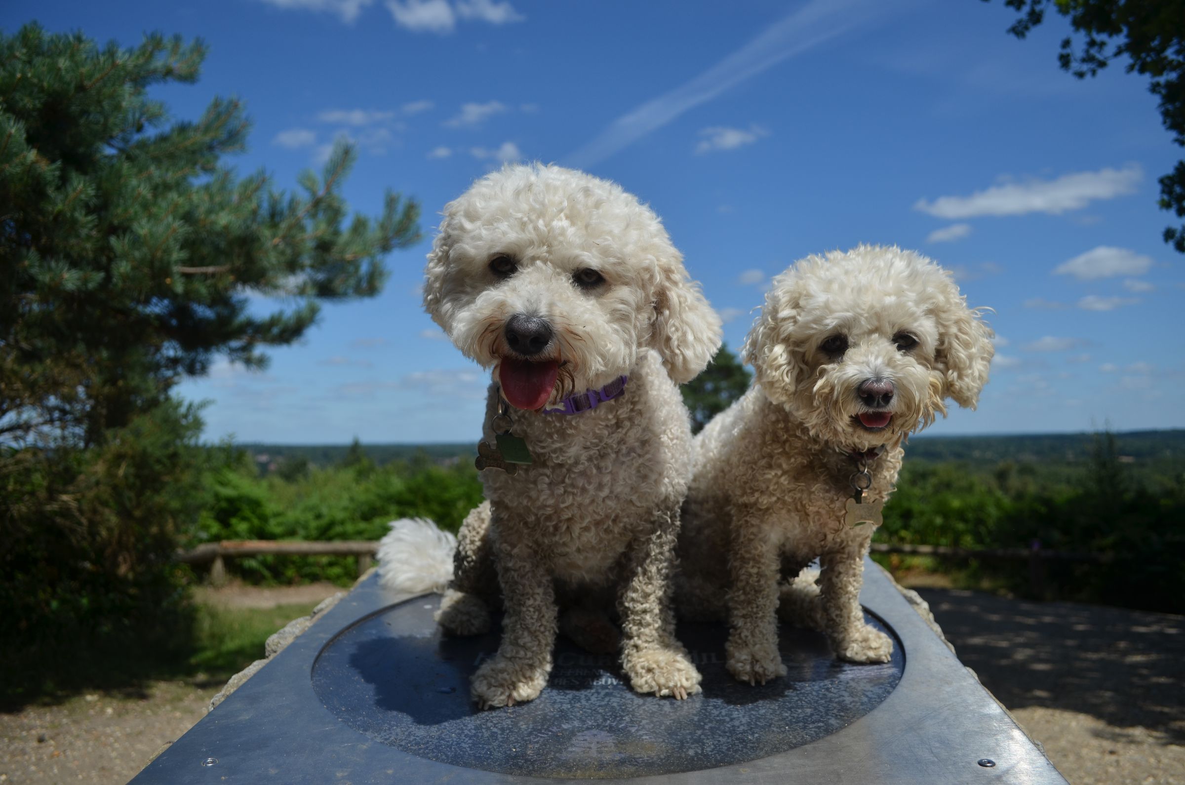 Two bichon frise dogs sitting on a pedestal at the top of a hill.